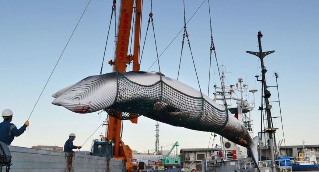 蓝鲸有多大有多重（地球上有史以来最大的生物是什么）-第15张图片