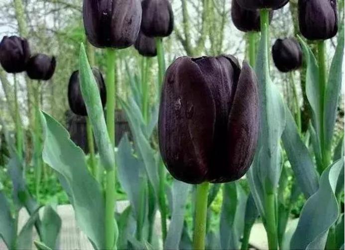 黑色的花有哪些及花名图片（世界上有黑颜色的花吗）-第2张图片