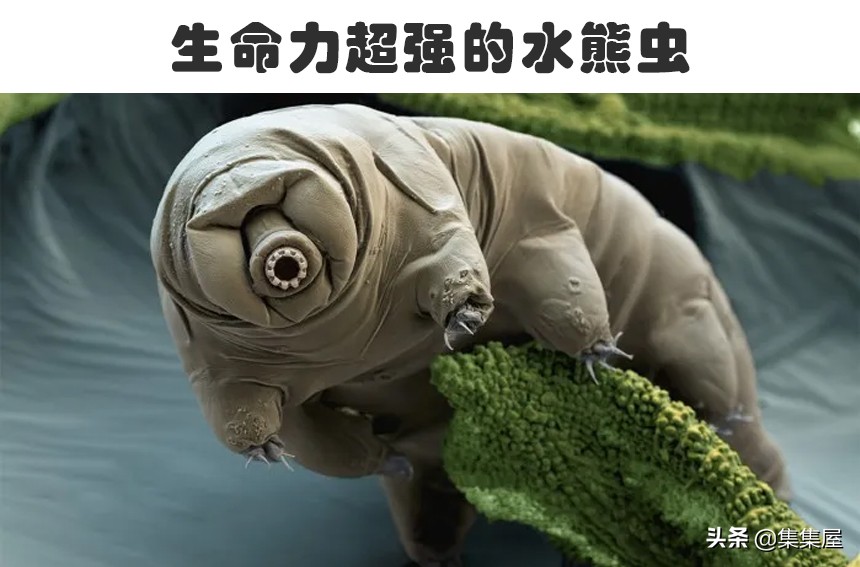 哪个现象可以证明外星人的存在（外星人存在的最有力依据）-第2张图片