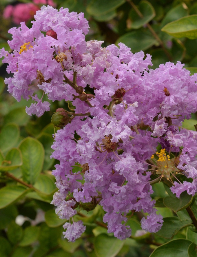 常见紫色的花有哪些（紫色花朵的花名都叫什么名字）-第34张图片