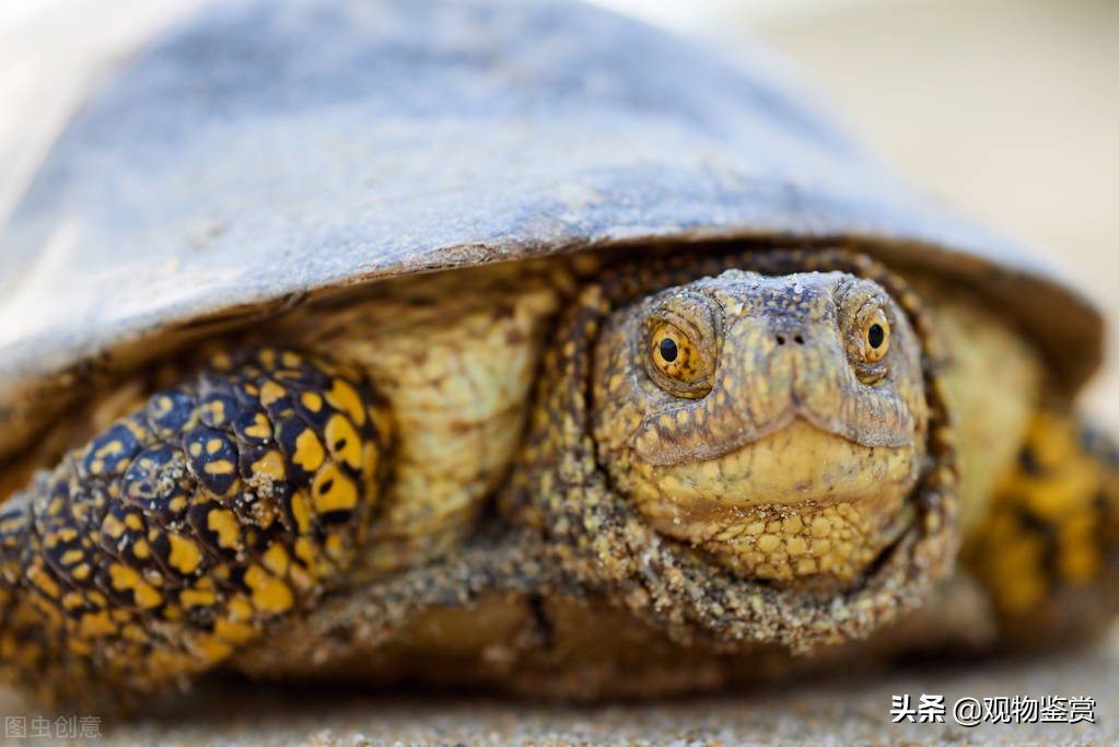 中国允许养哪些陆龟品种（国内为什么不允许饲养陆龟）-第3张图片