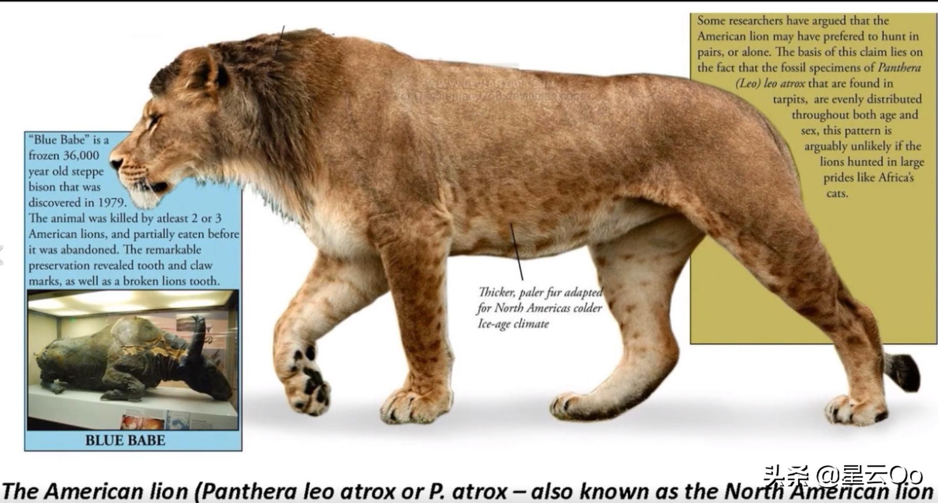 有史以来最大的猫科动物（历史上最大的猫科动物排名）-第13张图片