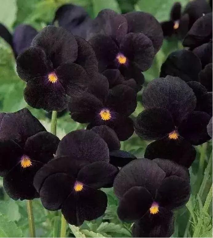 黑色的花有哪些及花名图片（世界上有黑颜色的花吗）-第4张图片