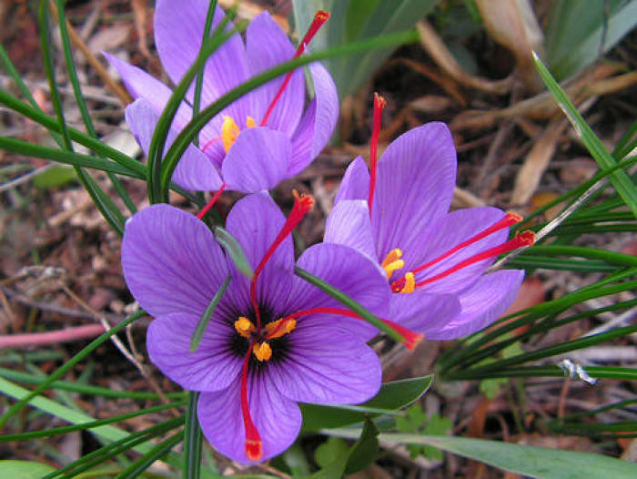 常见紫色的花有哪些（紫色花朵的花名都叫什么名字）-第43张图片