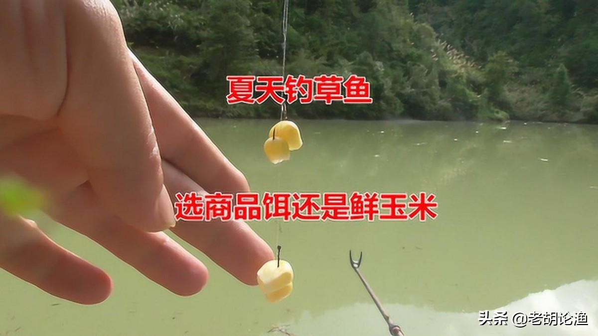 钓草鱼的方法和技巧（有什么方法可以最快的钓上来草鱼）-第4张图片
