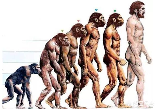 为什么没有发现完整的人类化石（一万年前人类化石去哪了）-第3张图片