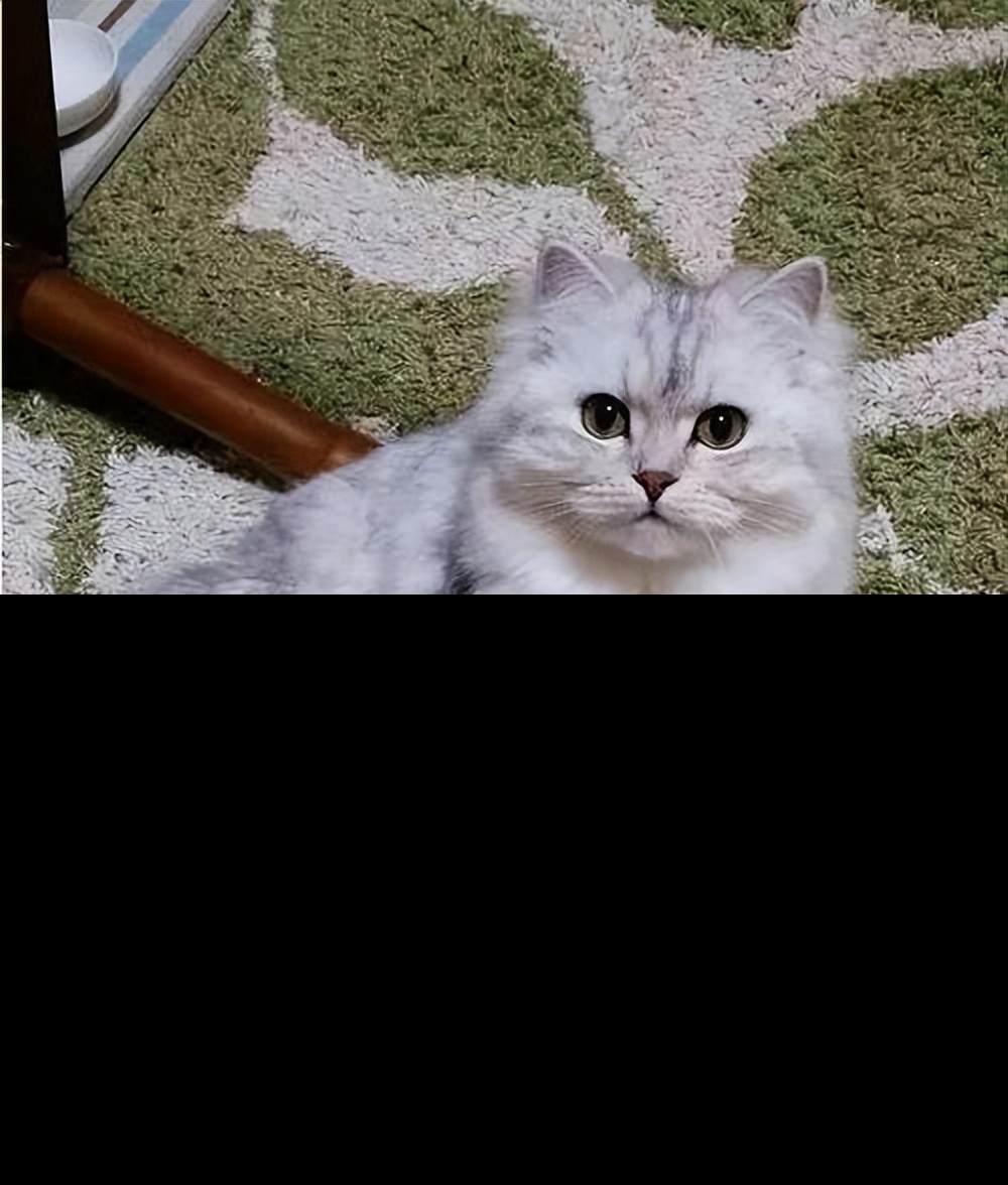 矮脚猫为什么不能养（为什么不建议人们去养矮脚猫）-第1张图片