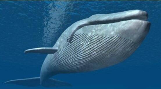 最大的鲸鱼！（地球上最大的鲸鱼！）-第2张图片