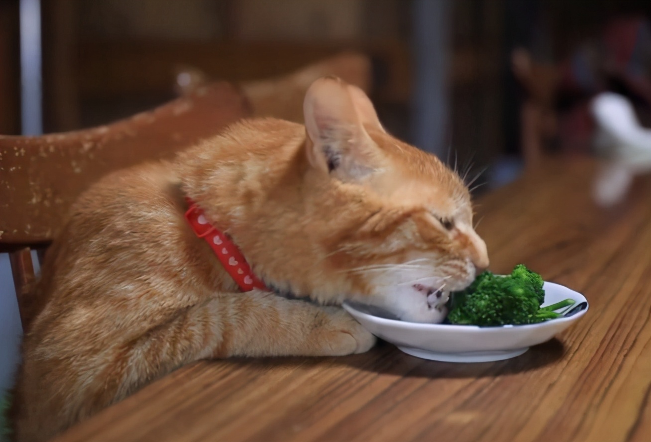 猫最爱吃的10种蔬菜水果（猫咪可以吃的蔬果有哪些）-第1张图片