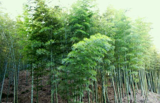 竹子象征着什么品质（竹子的形态特征及象征精神）-第2张图片