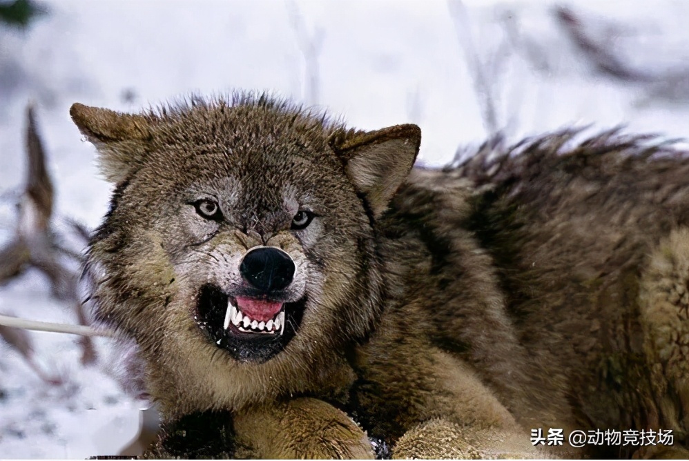 世界上体型最大的狼|品种（世界上体型最大的狼在哪）-第6张图片