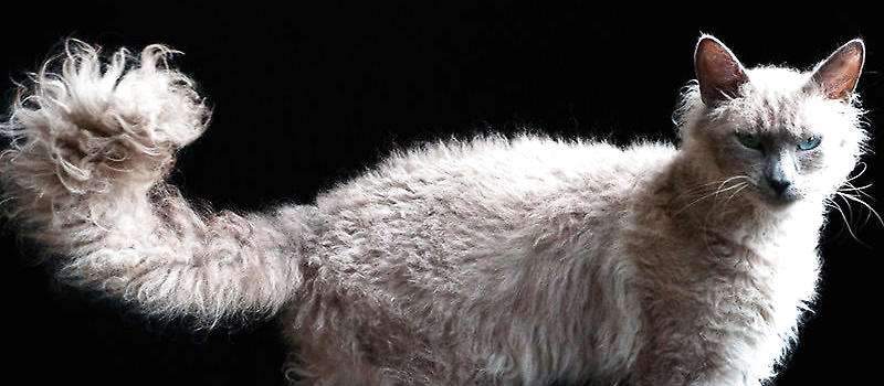 全球十大名贵猫排名榜-第1张图片
