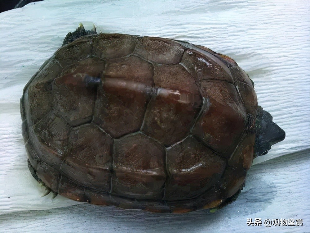 巴西龟冬眠放水还是放沙（冬天养小乌龟需要注意什么）-第4张图片