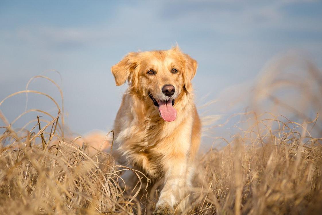 女生适合养的护卫犬（适合女生养的大型有颜值的护卫犬）-第2张图片