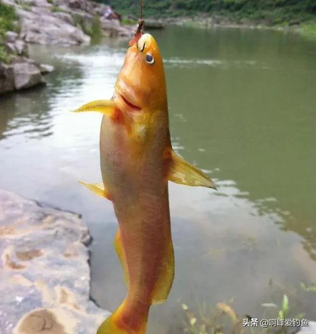 黄骨鱼是海鱼还是淡水鱼（黄骨鱼和黄辣丁有什么区别）-第5张图片