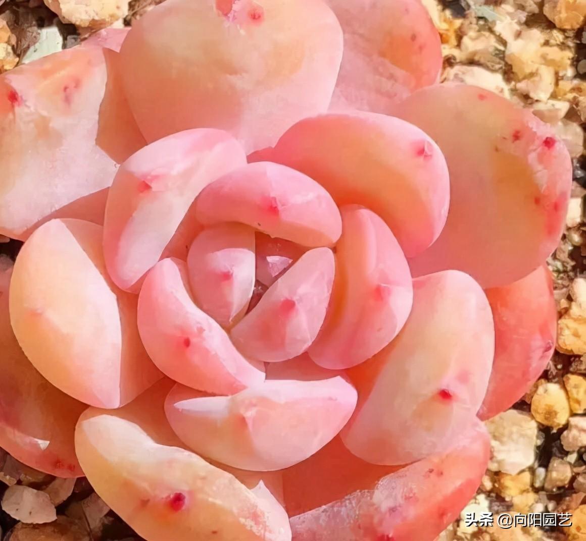 多肉植物怎么养(多肉植物10大养护技巧)-第3张图片 多肉植物怎么养(多肉植物10大养护技巧)-第3张图片
