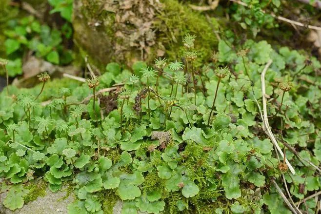 青苔属于草本植物吗，青苔属于什么蓝藻吗-第7张图片