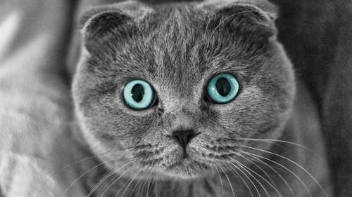 全球十大名贵猫排名榜-第5张图片 全球十大名贵猫排名榜-第5张图片