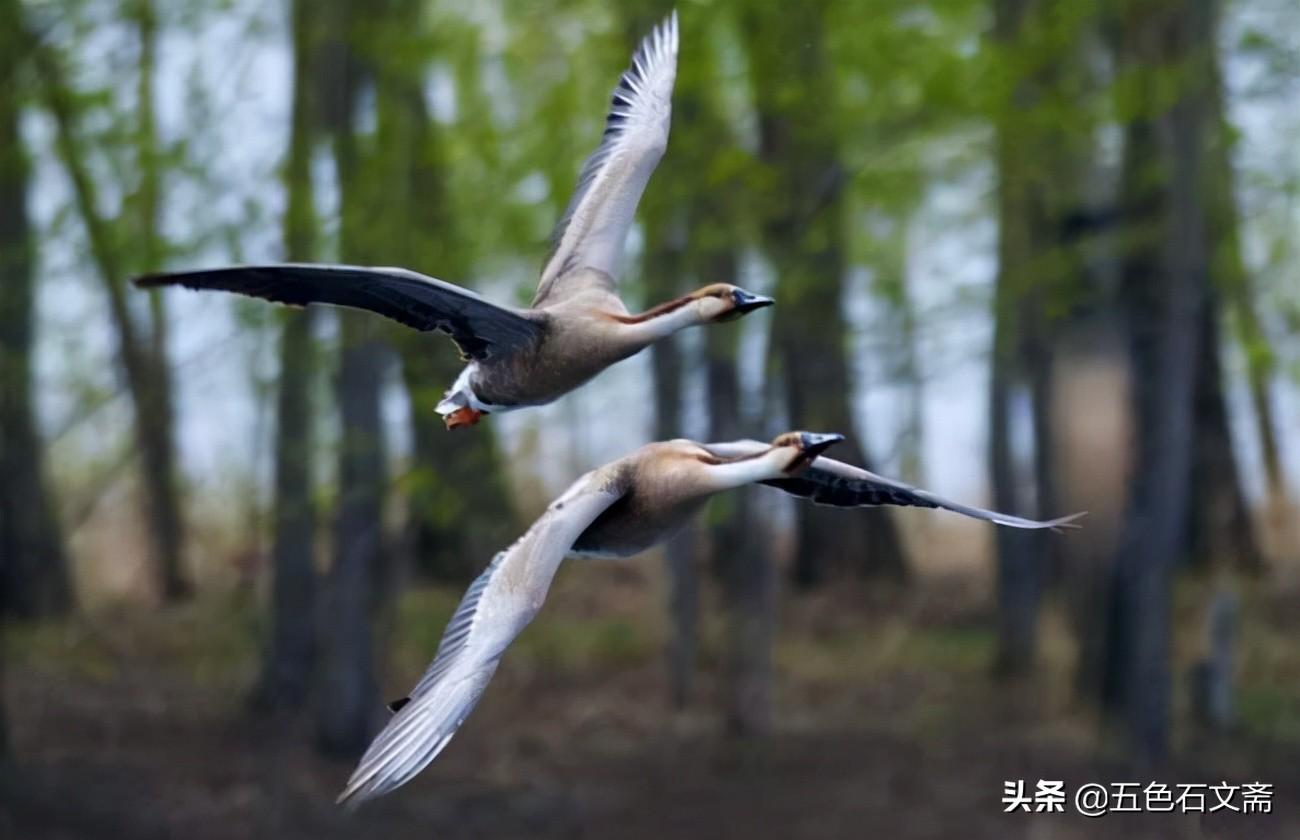 怎样的大雁怎样的飞来了?-第2张图片