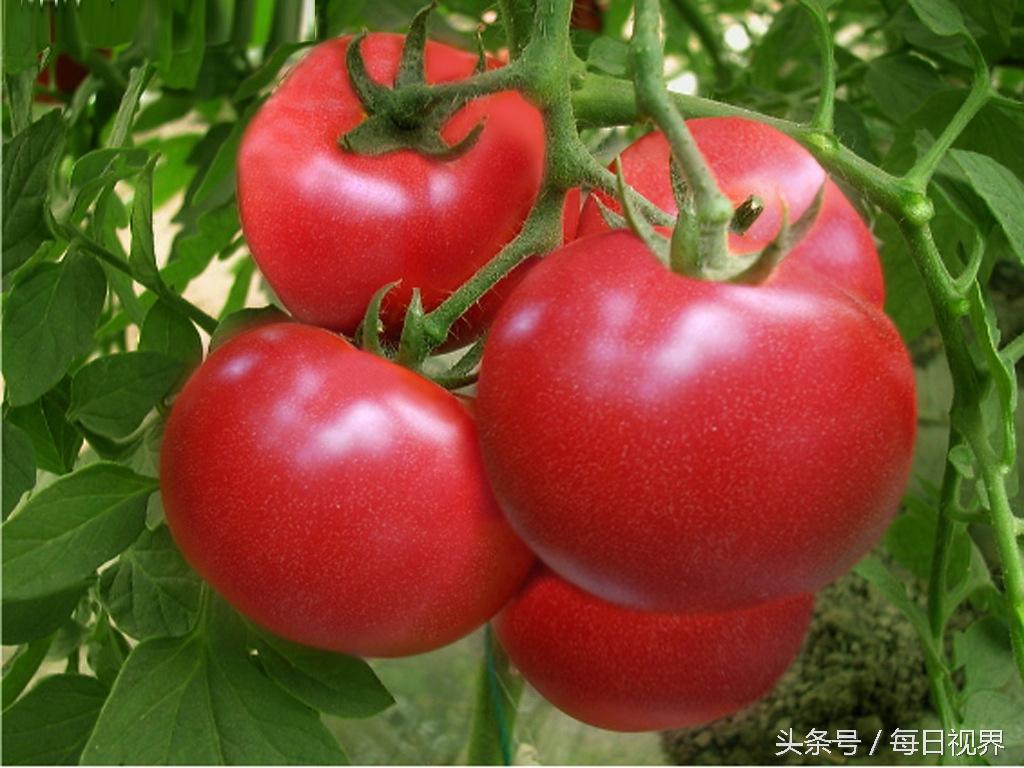 血压高吃什么食物可以降下来(六种超级降压食物水果)-第6张图片 血压高吃什么食物可以降下来(六种超级降压食物水果)-第6张图片