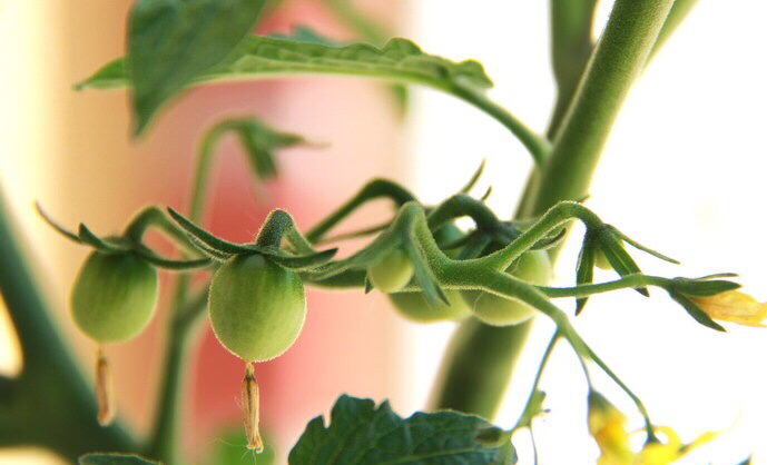 盆栽小番茄的种植方法(盆栽小番茄的种植方法和管理)-第2张图片