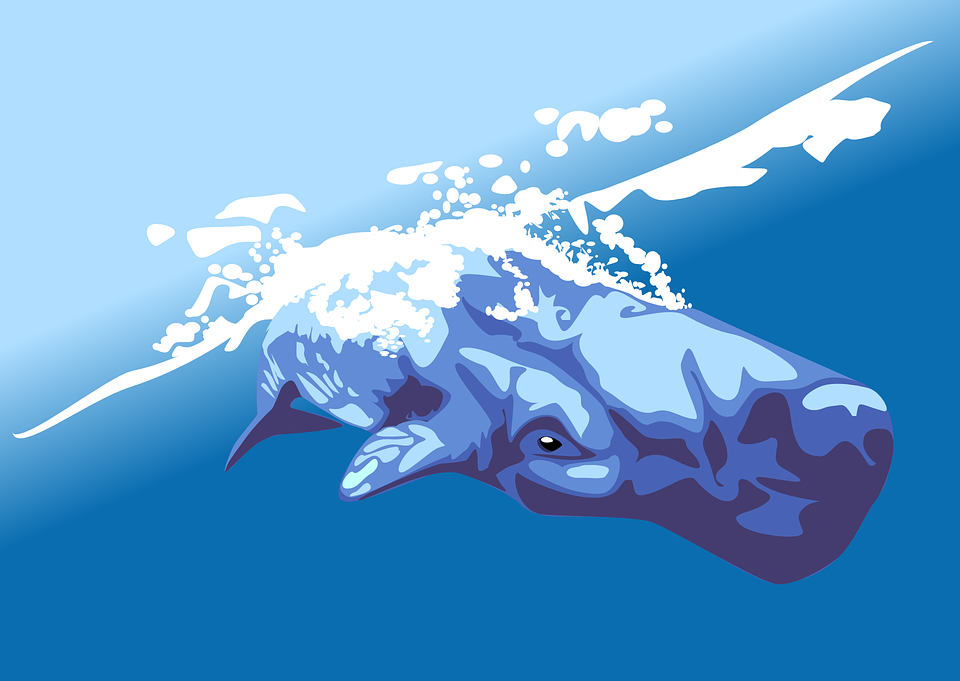 鲸鱼是什么动物,鲸鱼动物百科-第14张图片