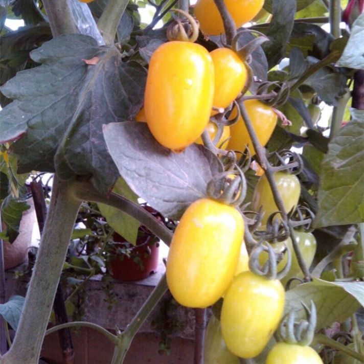 盆栽小番茄的种植方法(盆栽小番茄的种植方法和管理)-第7张图片