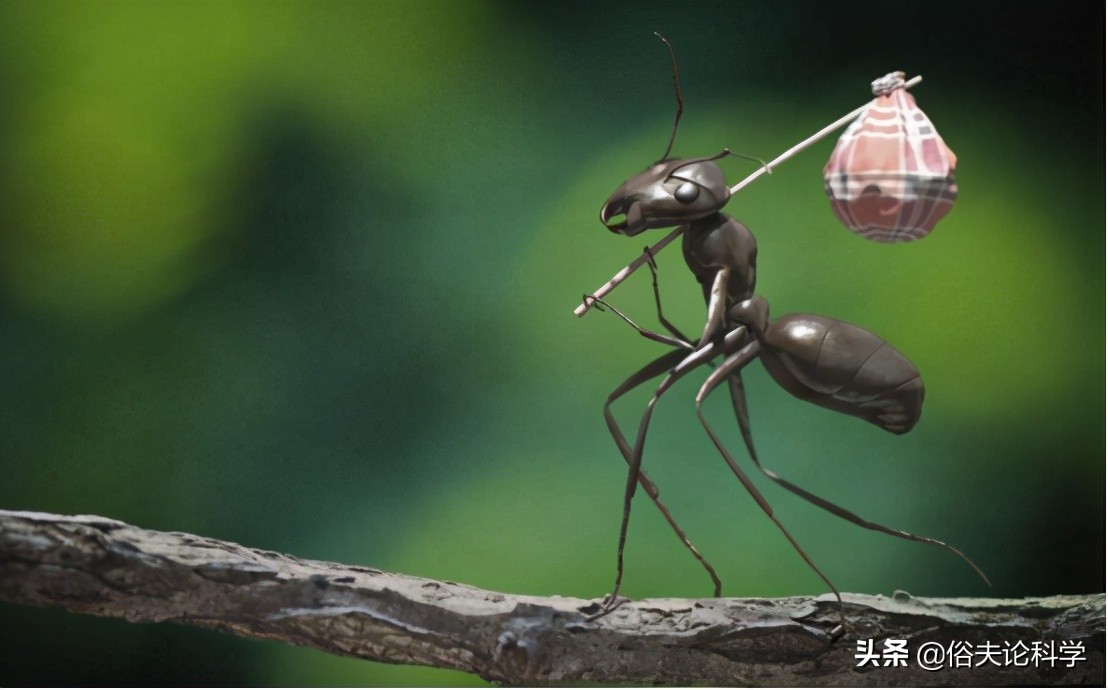 蚂蚁是二维生物吗（为什么说蚂蚁是生活在二维空间的）-第6张图片