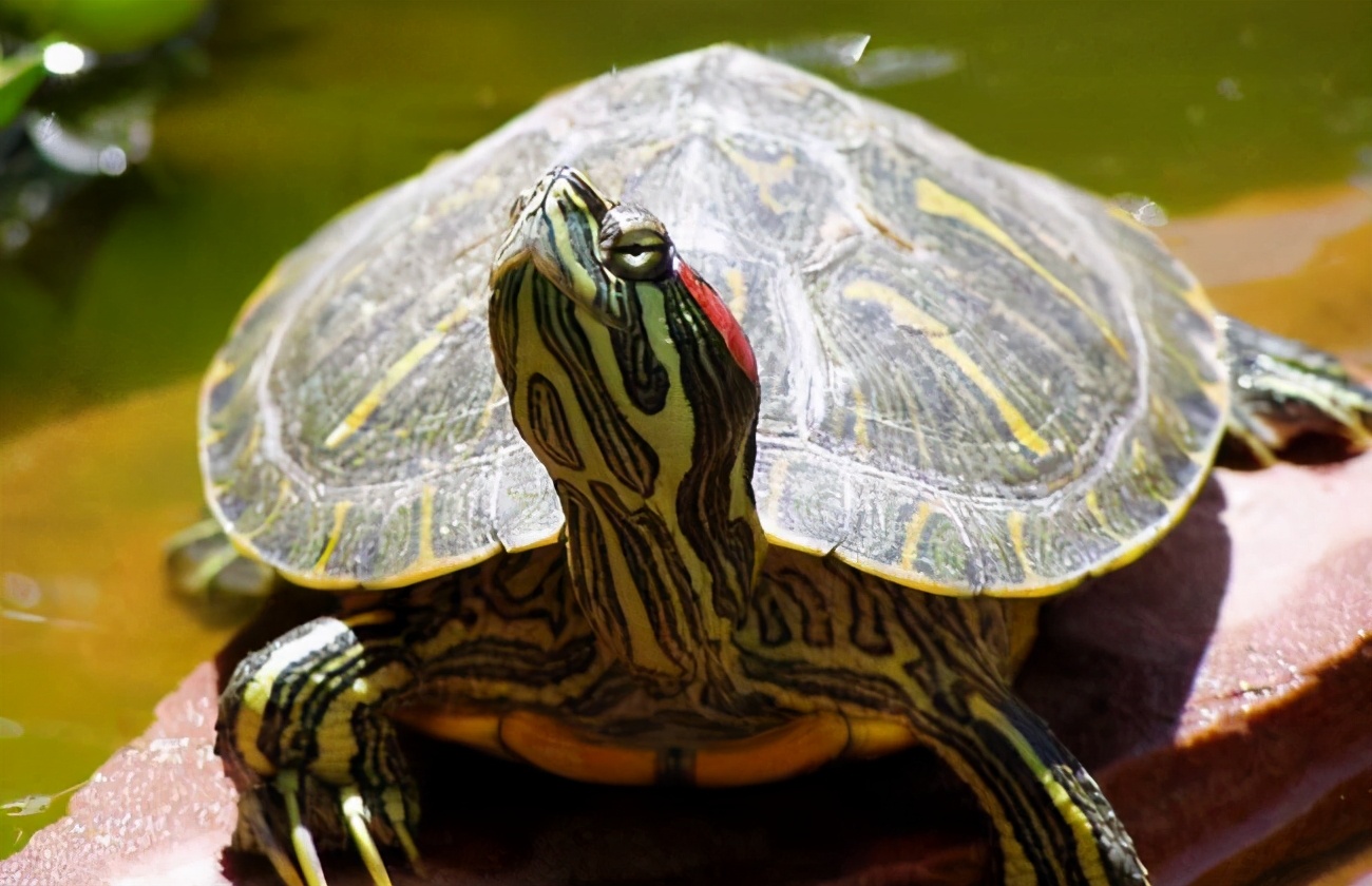 巴西红耳龟的简介（巴西红耳龟在我国属于入侵物种吗）-第8张图片