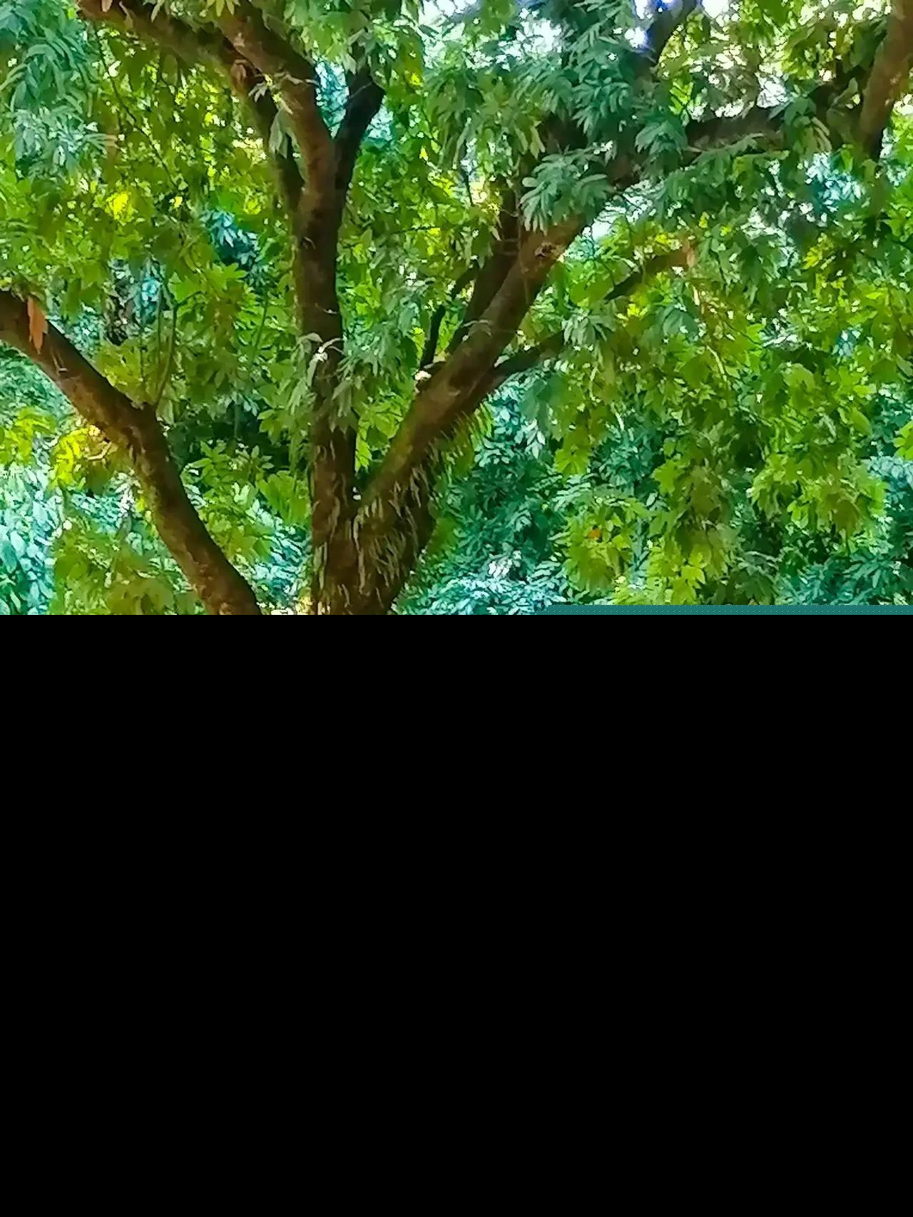 景洪市旅游十大景点大全（云南景洪市旅游有名的景点排名）-第7张图片