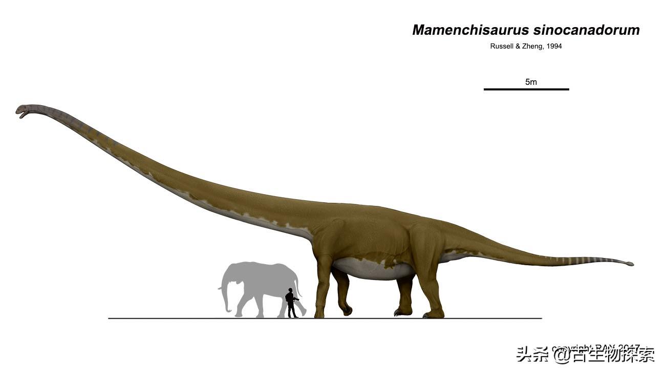 脖子长的恐龙叫什么（世界上到底哪种恐龙的脖子最长）-第2张图片