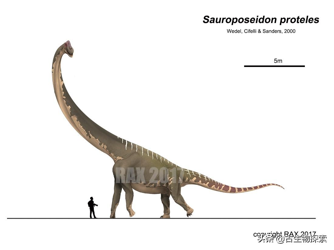 脖子长的恐龙叫什么（世界上到底哪种恐龙的脖子最长）-第12张图片