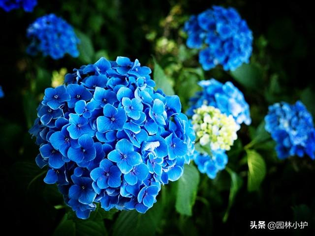 蓝色的花有哪些（这十种蓝色系的花你最喜欢哪一种）-第1张图片