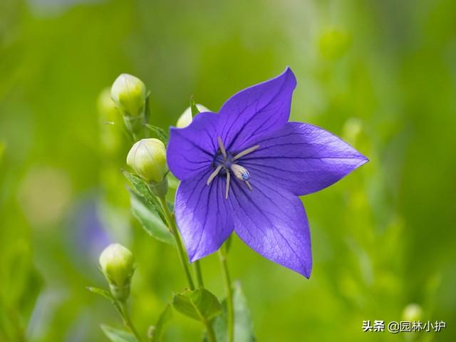 蓝色的花有哪些（这十种蓝色系的花你最喜欢哪一种）-第2张图片