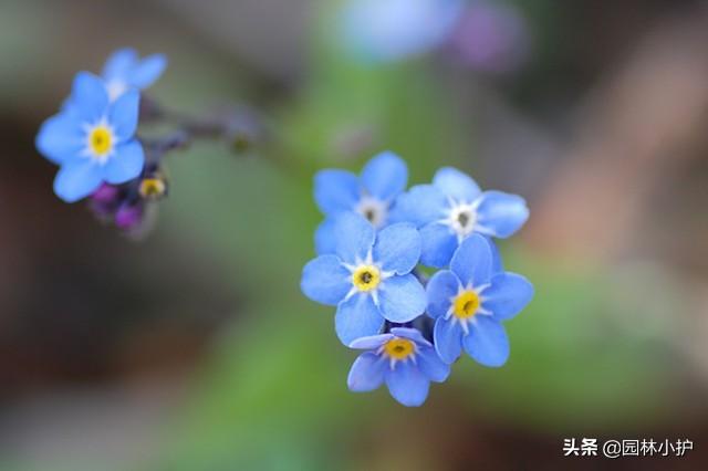 蓝色的花有哪些（这十种蓝色系的花你最喜欢哪一种）-第3张图片