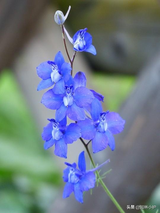 蓝色的花有哪些（这十种蓝色系的花你最喜欢哪一种）-第4张图片