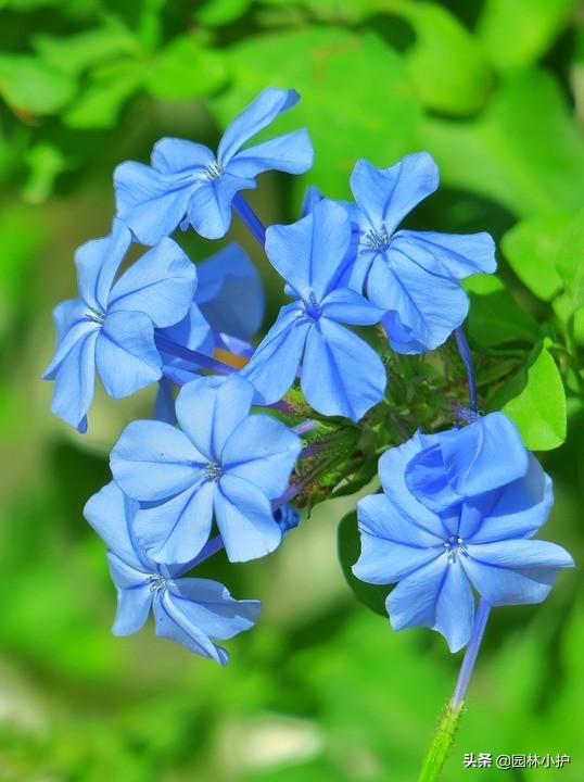 蓝色的花有哪些（这十种蓝色系的花你最喜欢哪一种）-第6张图片