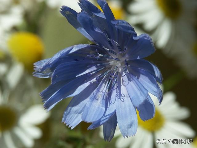 蓝色的花有哪些（这十种蓝色系的花你最喜欢哪一种）-第7张图片