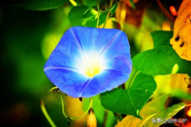 蓝色的花有哪些（这十种蓝色系的花你最喜欢哪一种）-第8张图片