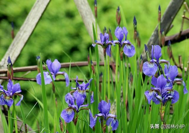 蓝色的花有哪些（这十种蓝色系的花你最喜欢哪一种）-第9张图片