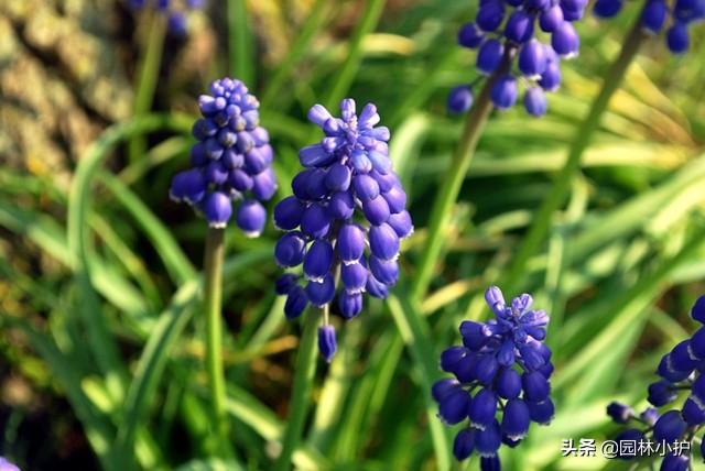 蓝色的花有哪些（这十种蓝色系的花你最喜欢哪一种）-第10张图片