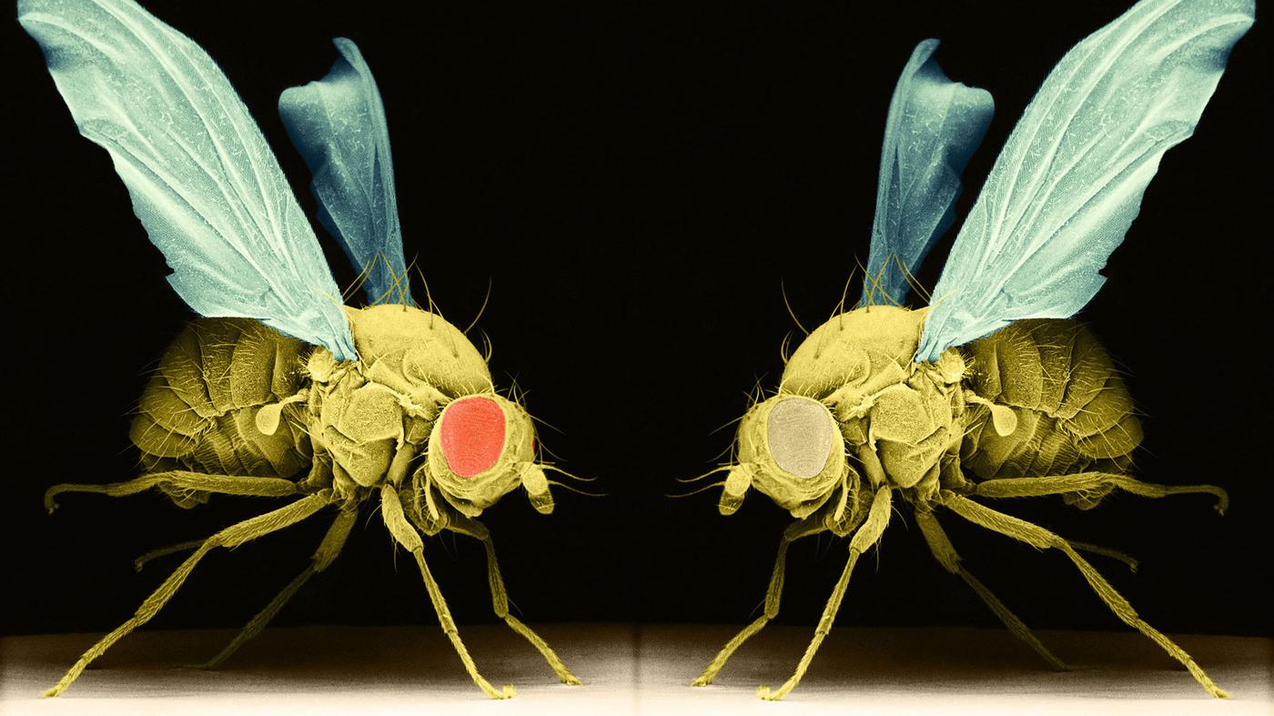 苍蝇是怎么滋生出来的（令人讨厌的苍蝇如何从蛆发育而来）-第4张图片
