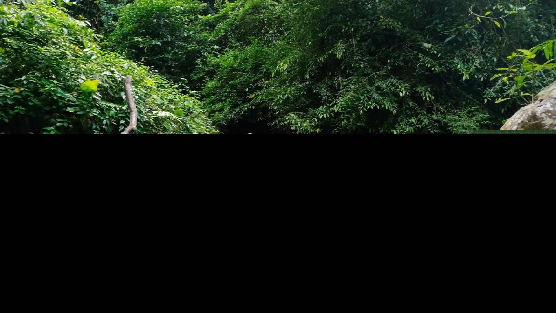 热带雨林的环境（热带雨林里的宏观和微观生态环境特征）-第3张图片