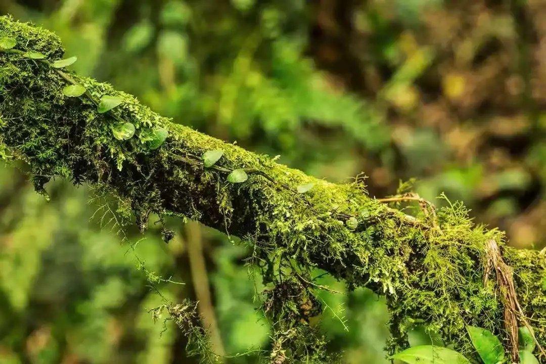 热带雨林的环境（热带雨林里的宏观和微观生态环境特征）-第12张图片