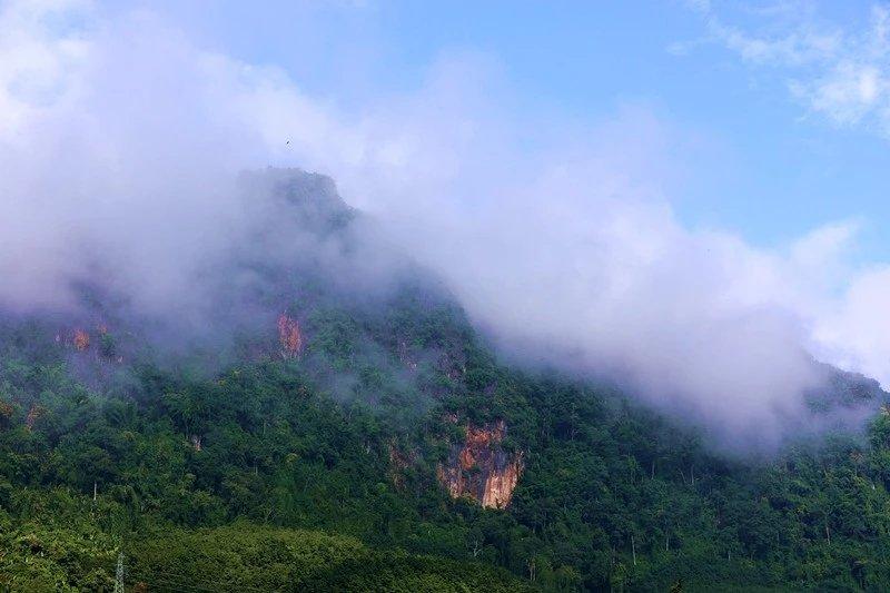 热带雨林的环境（热带雨林里的宏观和微观生态环境特征）-第16张图片