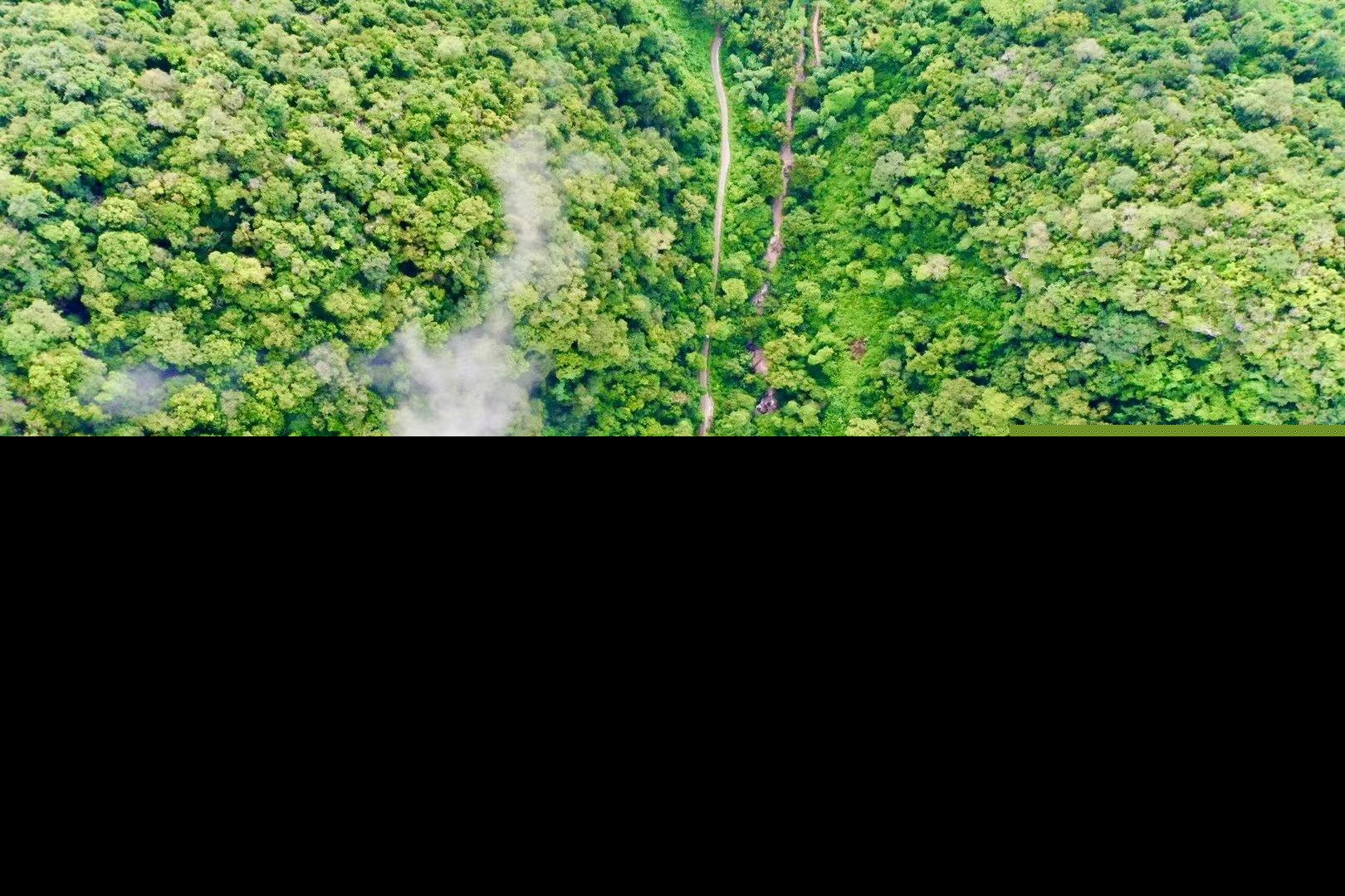 热带雨林的环境（热带雨林里的宏观和微观生态环境特征）-第19张图片