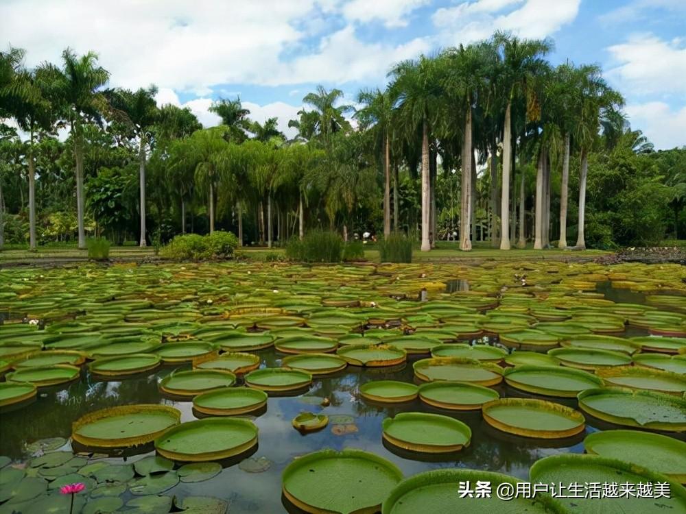 西双版纳傣族自治州属于哪个市（西双版纳有哪些好玩的景点）-第4张图片