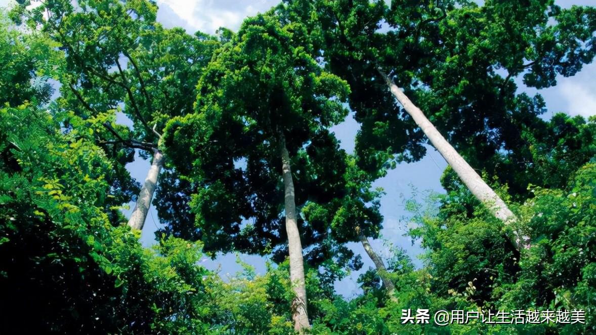 西双版纳傣族自治州属于哪个市（西双版纳有哪些好玩的景点）-第5张图片