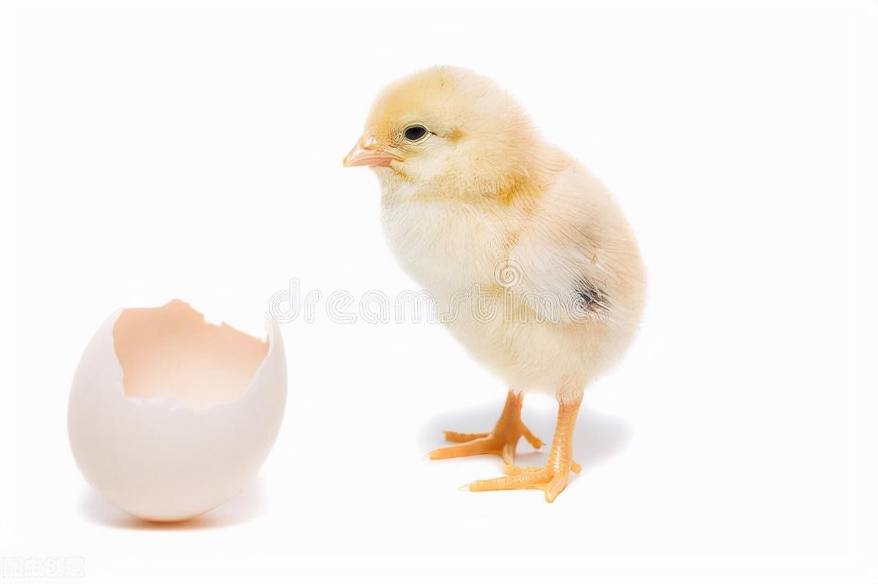 毛鸡蛋是哪里的特产（毛鸡蛋这种东西真可以吃吗）-第1张图片