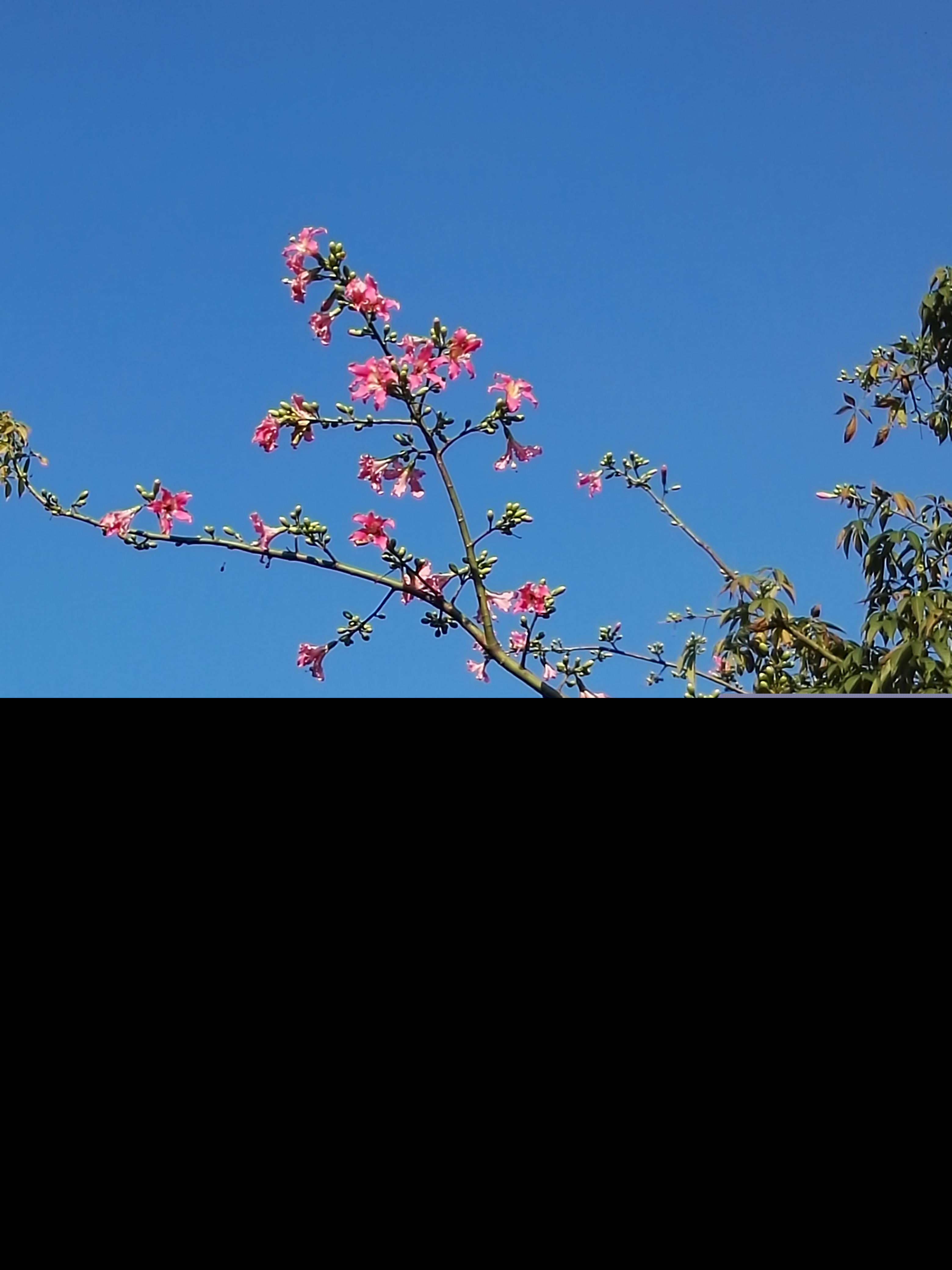 羊台山海拔高度多少米（深圳羊台山森林公园景区介绍）-第19张图片